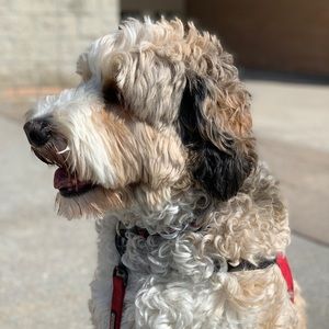 Meet your Posher, Jane